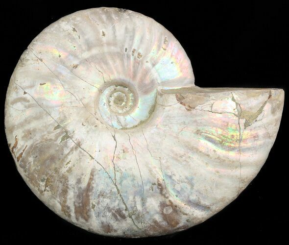 Silver Iridescent Ammonite - Madagascar #47493